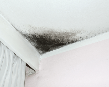MOLD REMOVAL